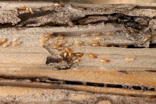 Best Exterminator Services  in Maquoketa, IA