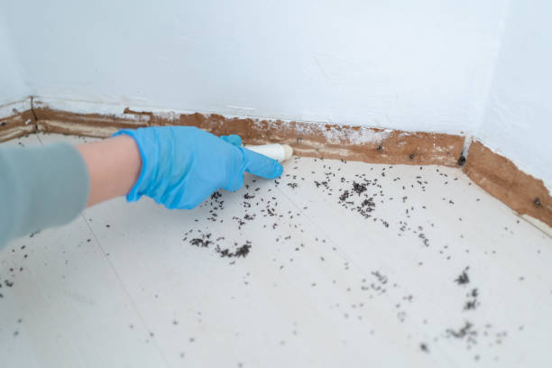 Best Residential Pest Control  in Maquoketa, IA